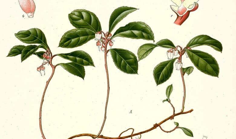 Gaulthérie couchée