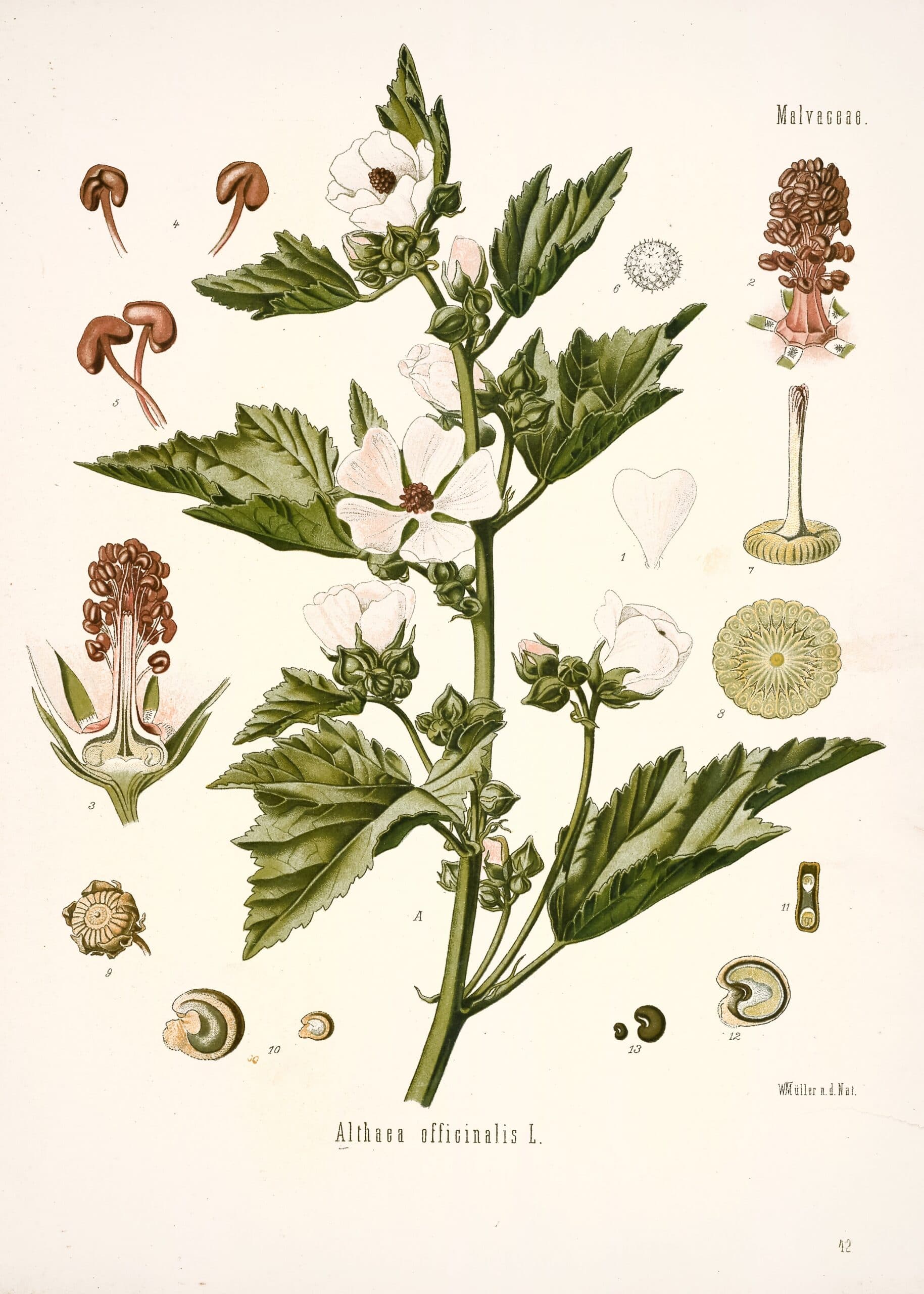 Guimauve officinale