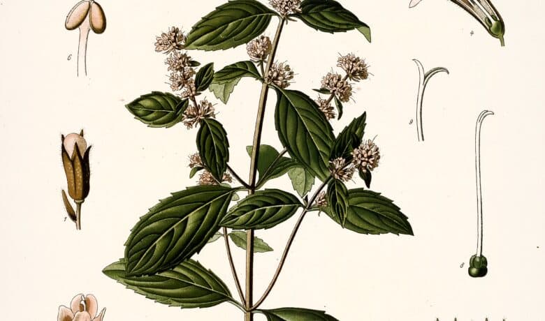 Menthe poivrée