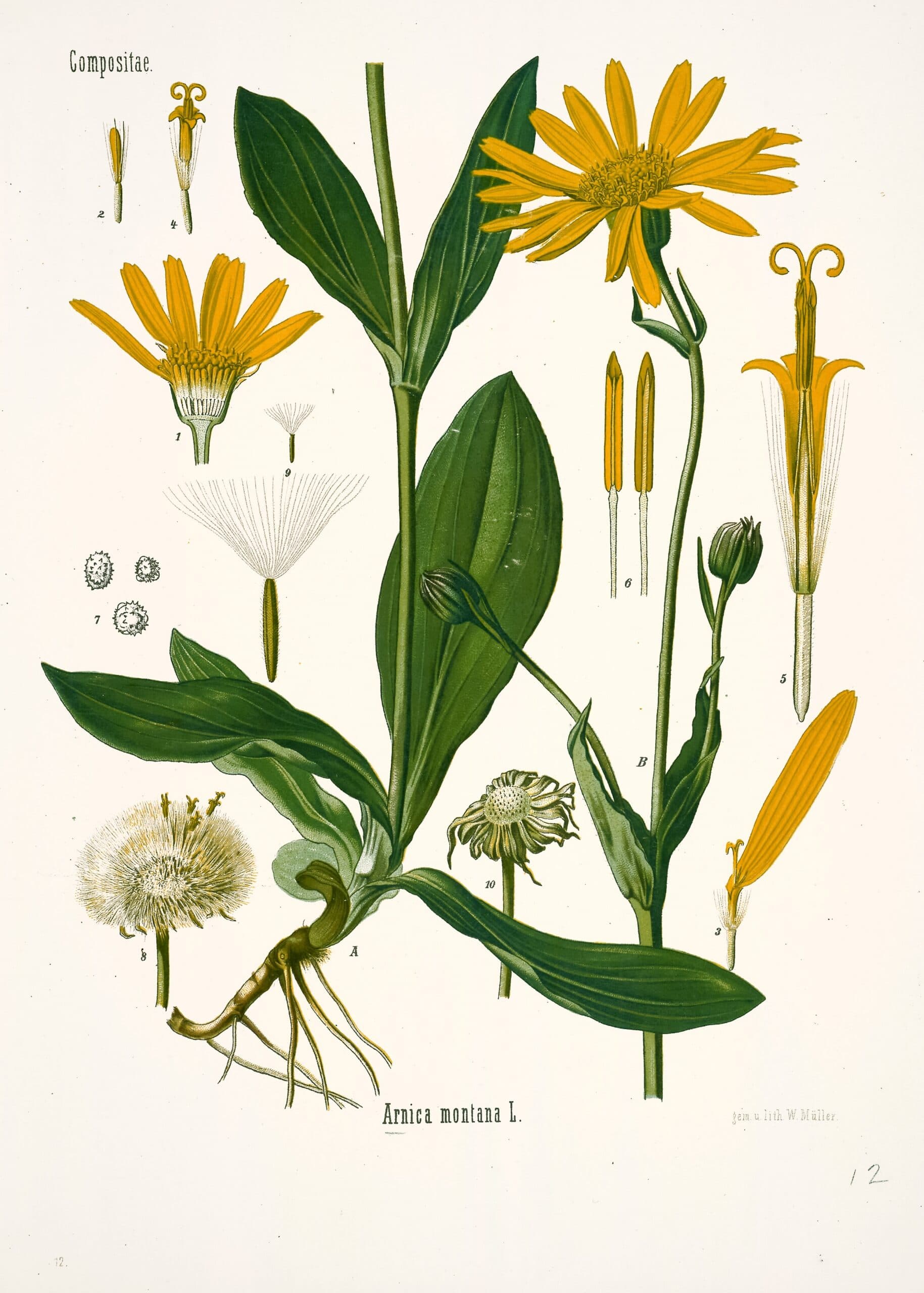 Arnica