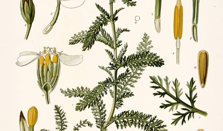 Achillée millefeuille