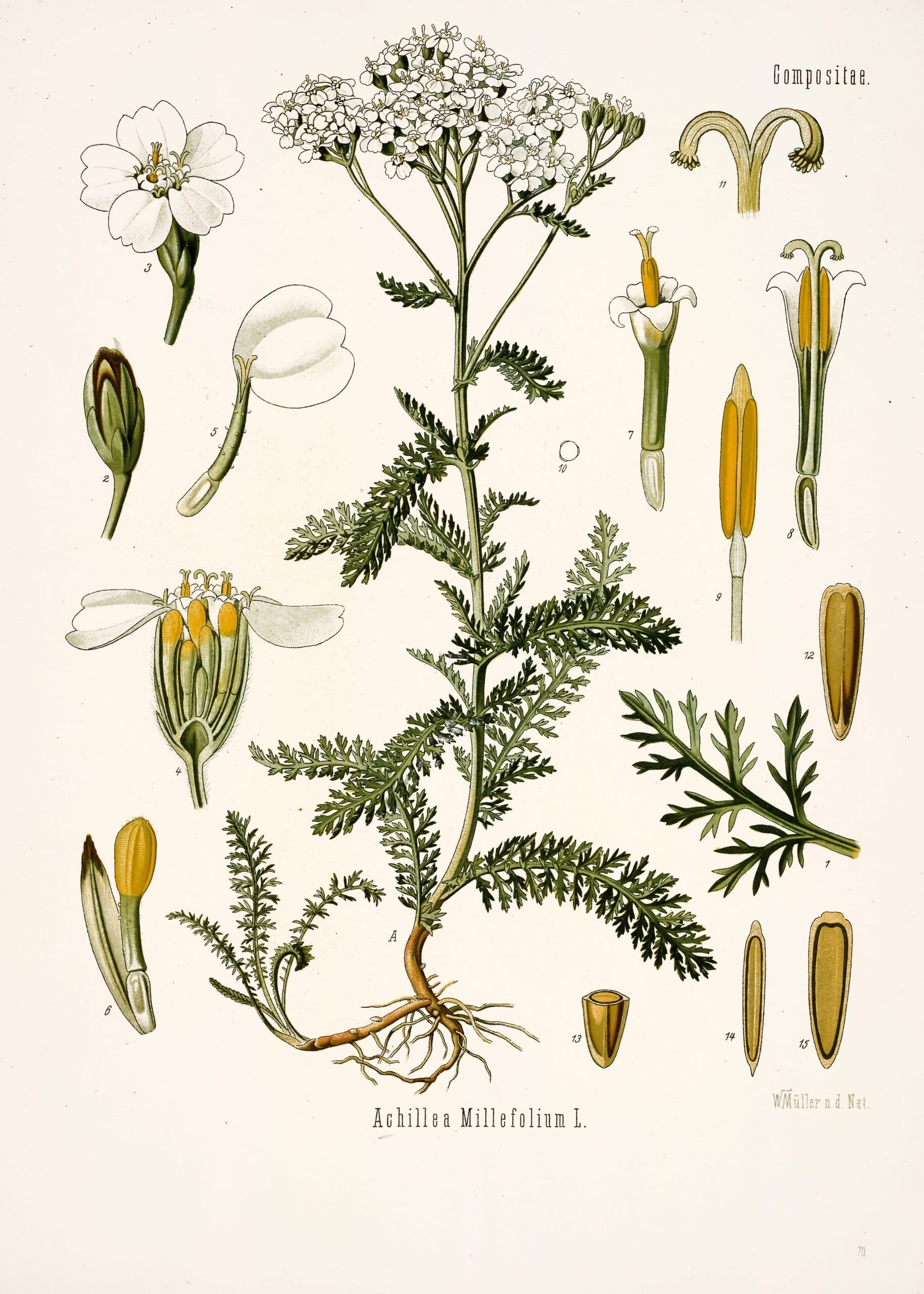 Achillée millefeuille