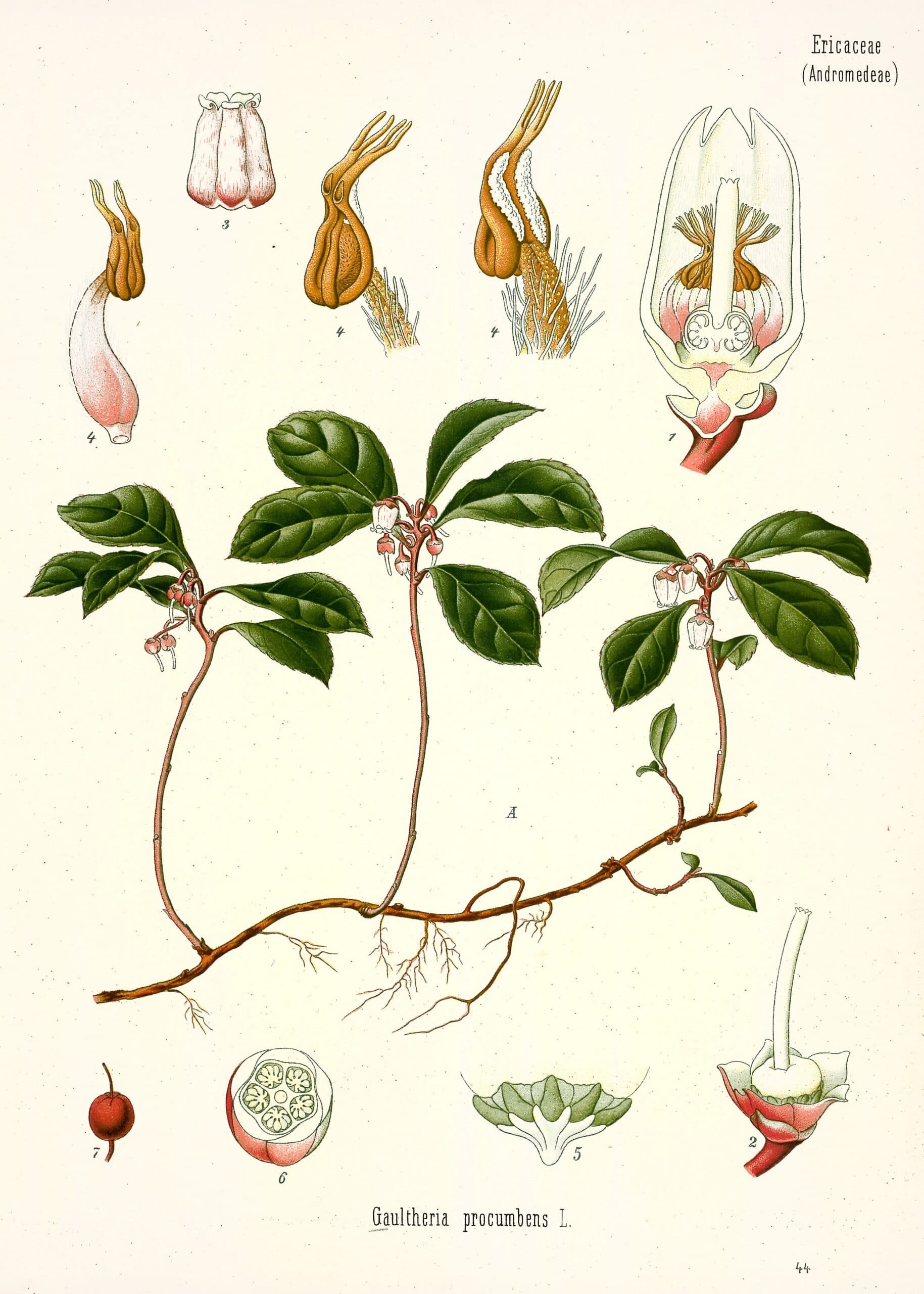 Gaulthérie couchée