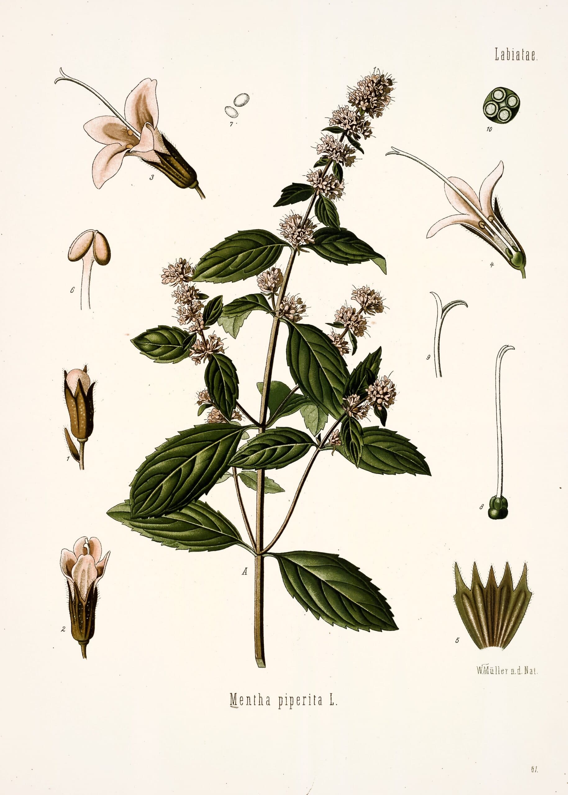 Menthe poivrée