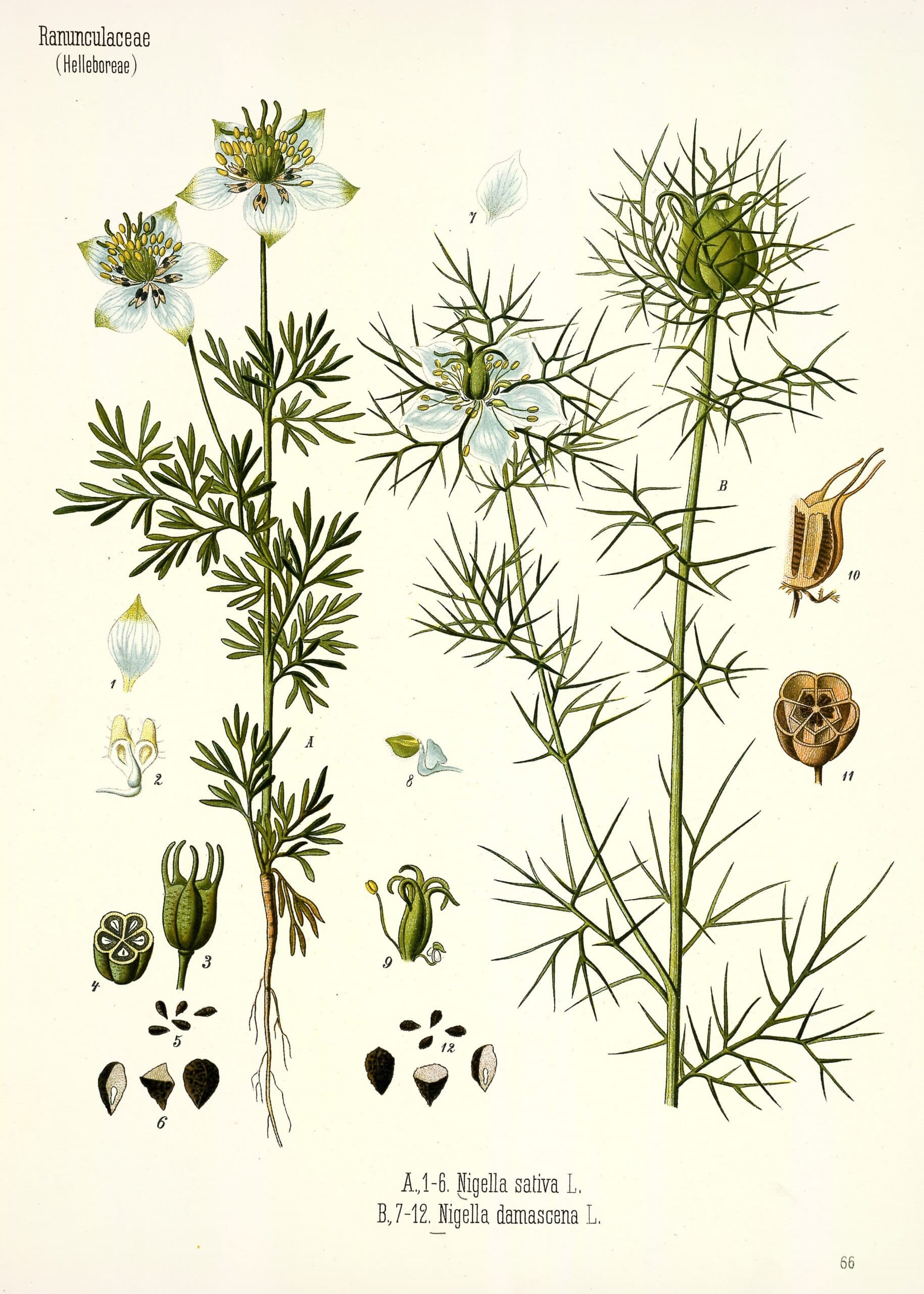 Nigelle