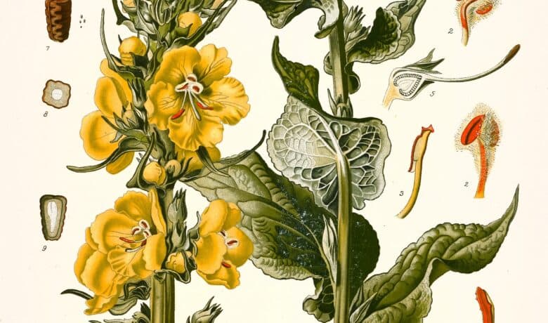 Molène faux-phlomis