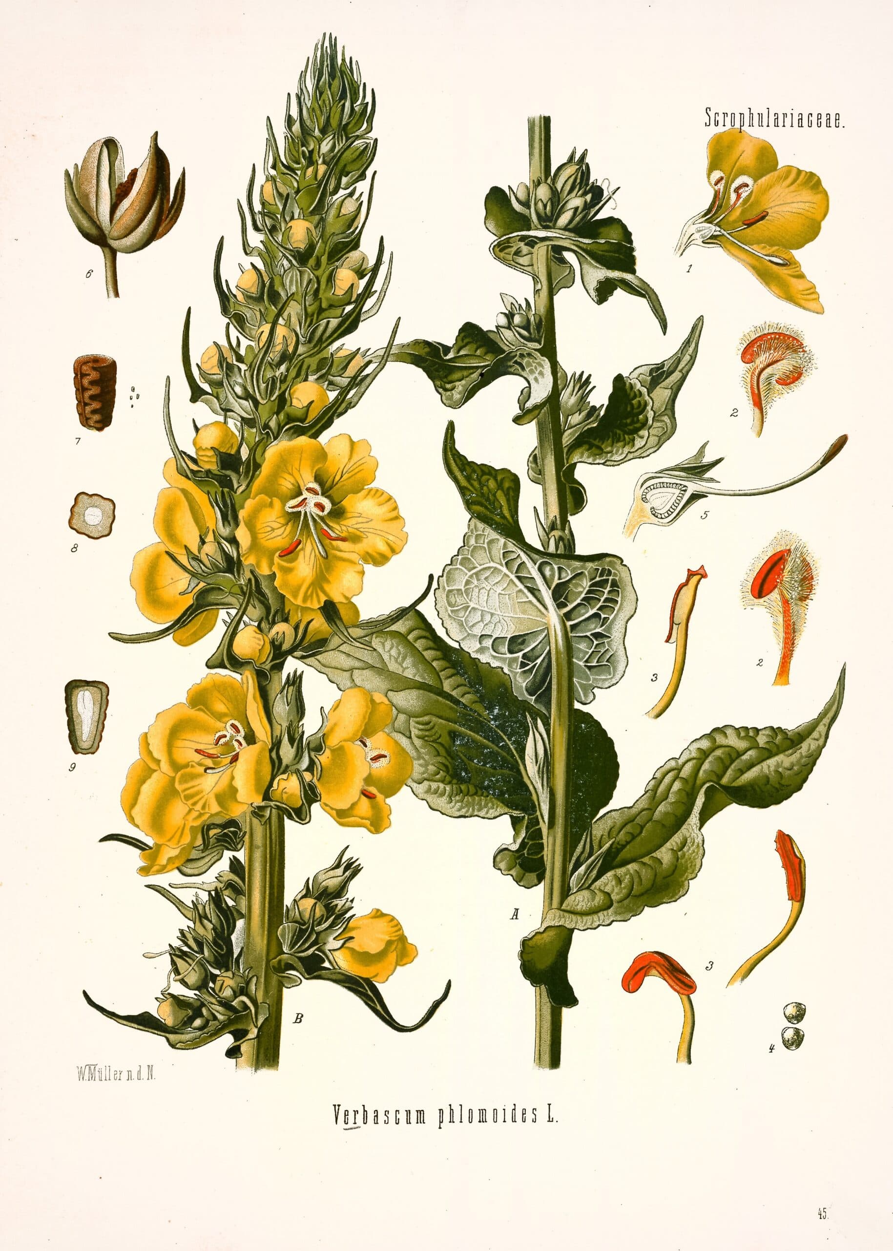 Molène faux-phlomis