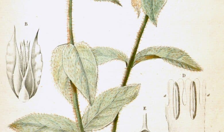 Gomphrena