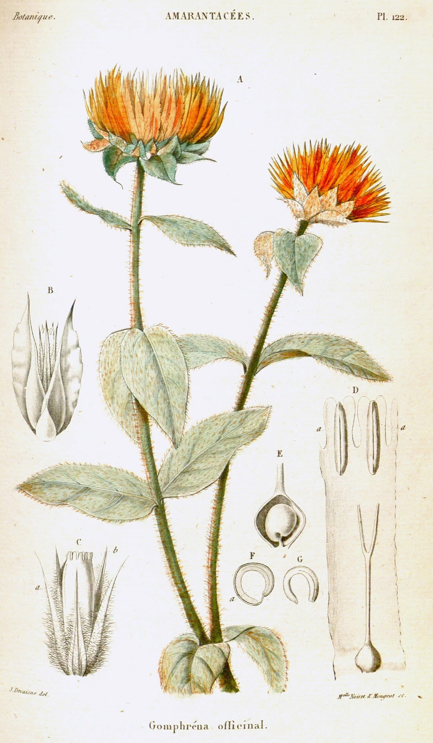 Gomphrena