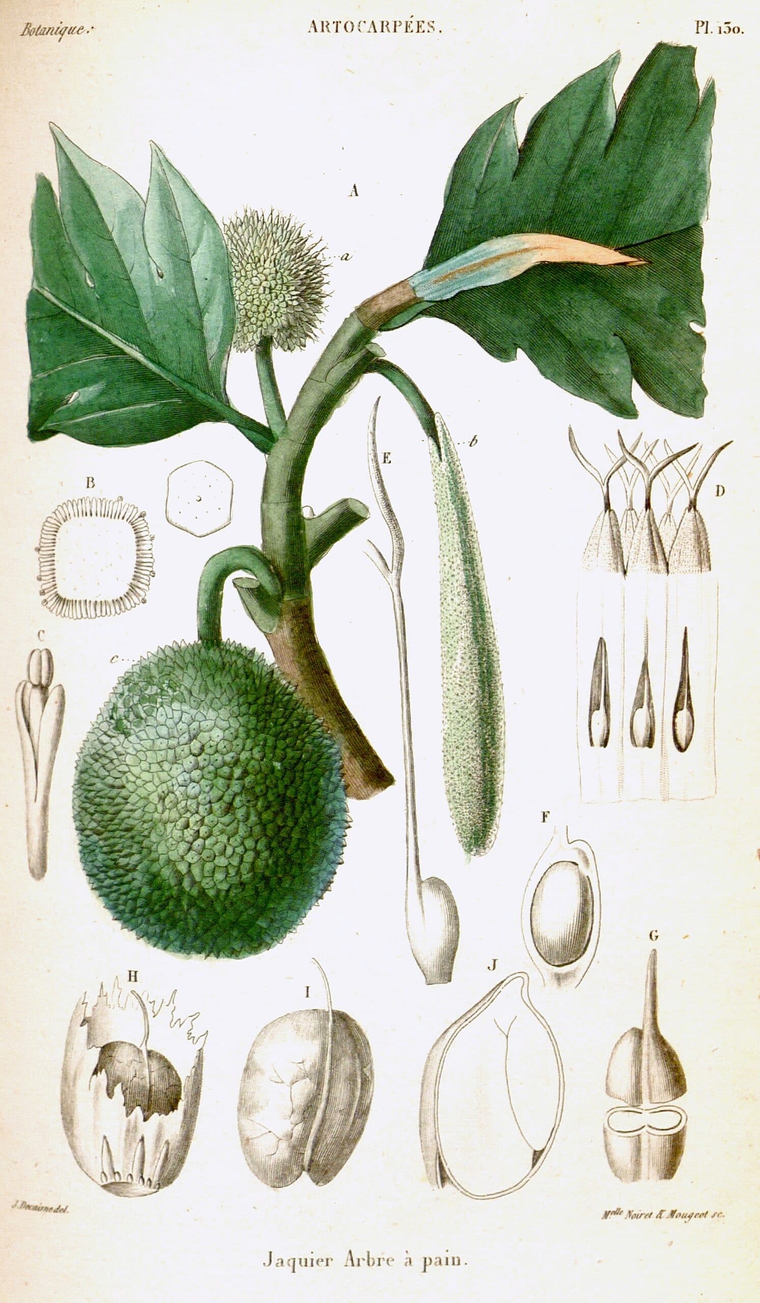 Jacquier